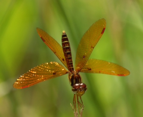Male
2007_07_08_Early